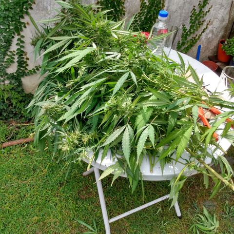 Despink growlog timeline photo