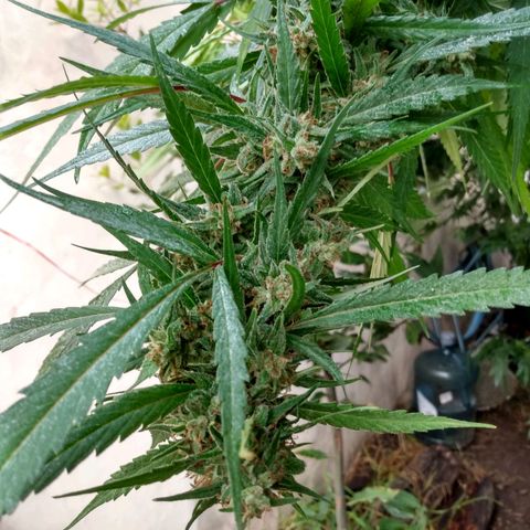 Despink growlog timeline photo