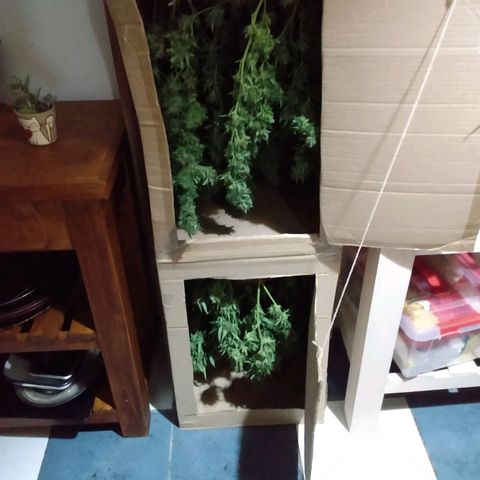 Despink growlog timeline photo