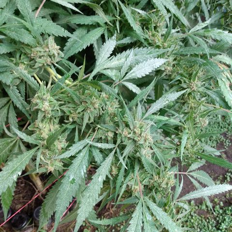 Despink growlog timeline photo