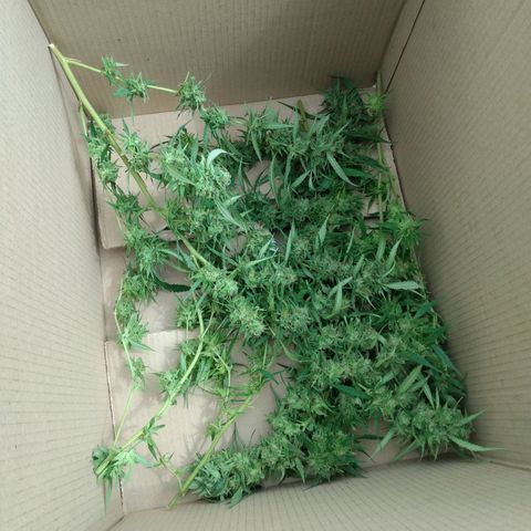 Despink growlog timeline photo
