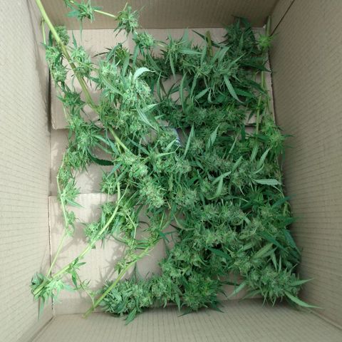 Despink growlog timeline photo