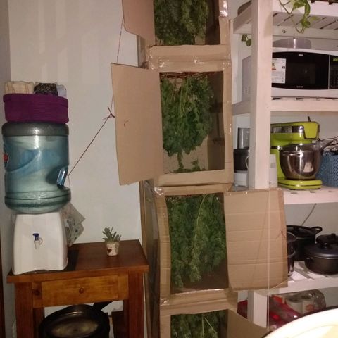 Despink growlog timeline photo