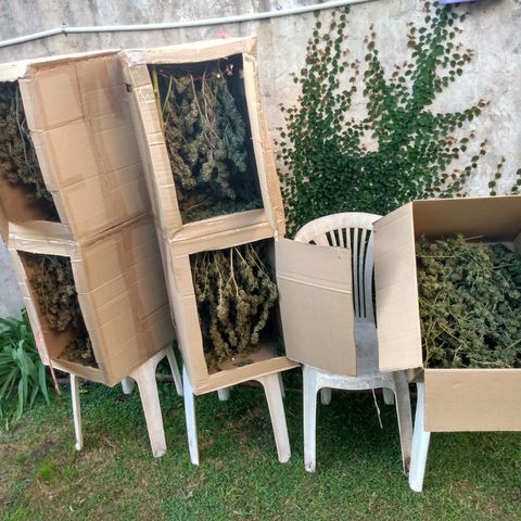 Despink growlog timeline photo