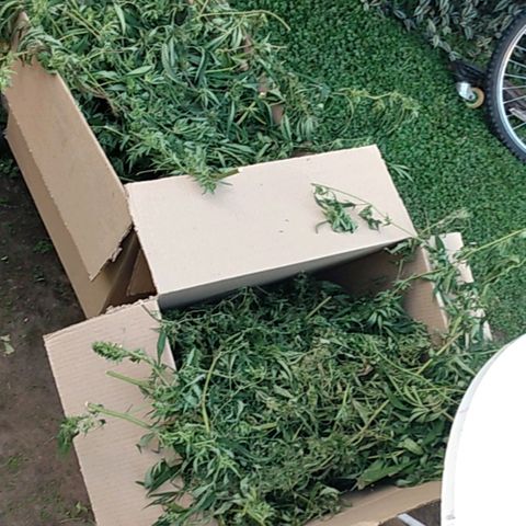 Despink growlog timeline photo