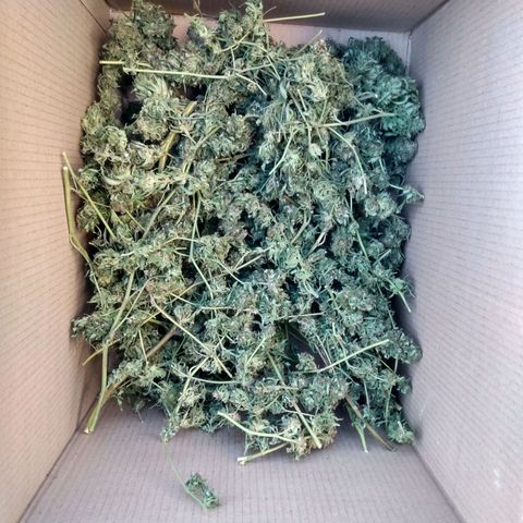 Despink growlog timeline photo