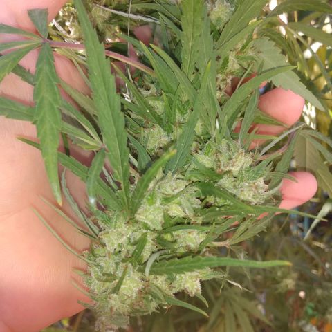 Despink growlog timeline photo