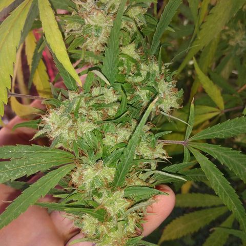 Despink growlog timeline photo