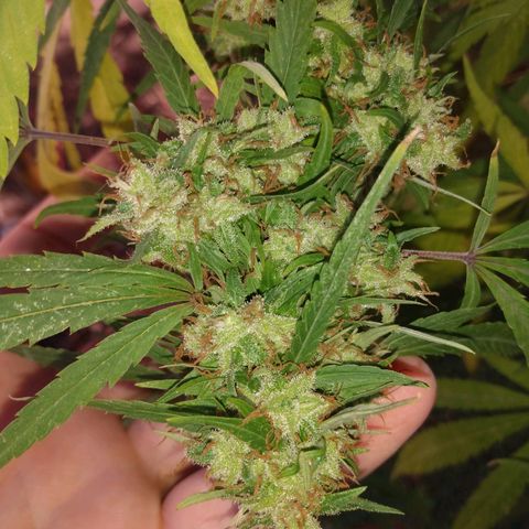 Despink growlog timeline photo