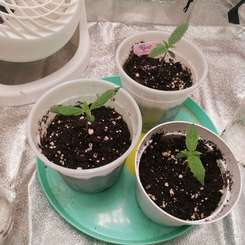 Runtz & Jamaican dream growlog timeline photo