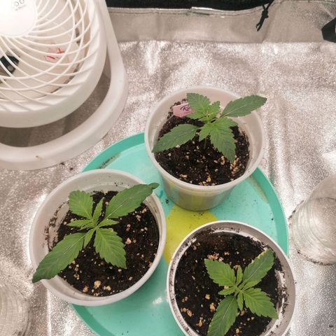 Runtz & Jamaican dream growlog timeline photo