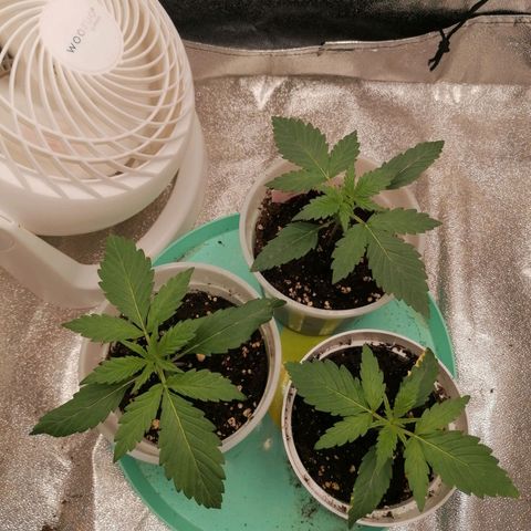 Runtz & Jamaican dream growlog timeline photo