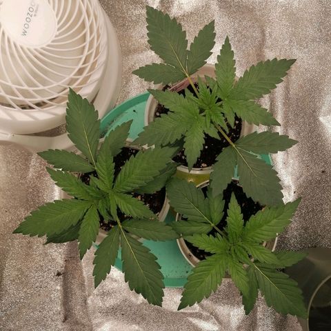 Runtz & Jamaican dream growlog timeline photo