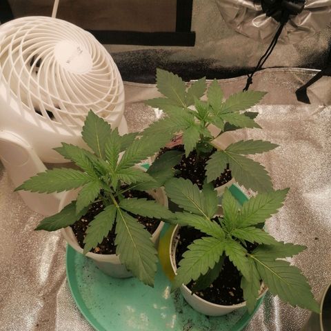Runtz & Jamaican dream growlog timeline photo