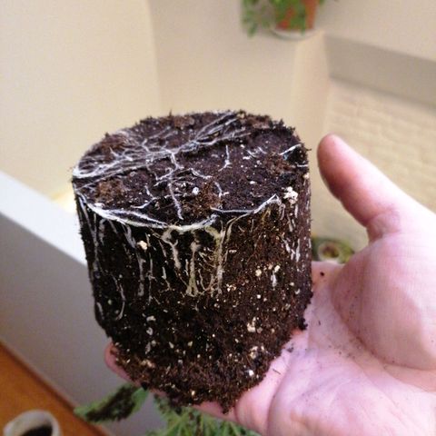 Runtz & Jamaican dream growlog timeline photo