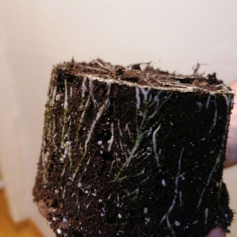 Runtz & Jamaican dream growlog timeline photo