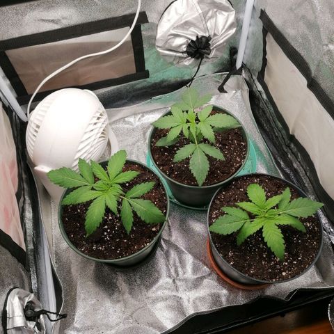 Runtz & Jamaican dream growlog timeline photo