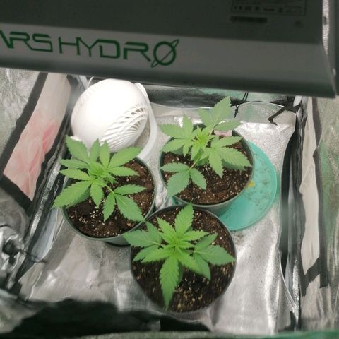 Runtz & Jamaican dream growlog timeline photo