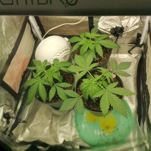 Runtz & Jamaican dream growlog timeline photo