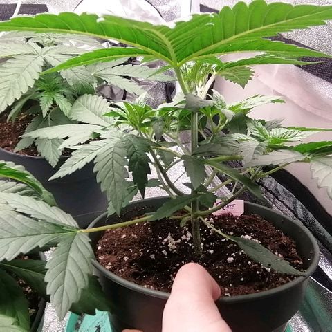 Runtz & Jamaican dream growlog timeline photo