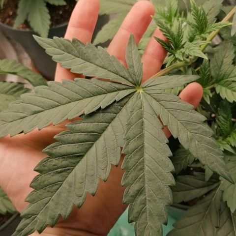 Runtz & Jamaican dream growlog timeline photo