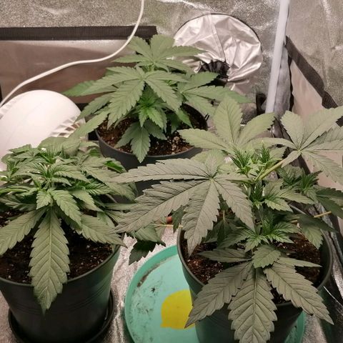 Runtz & Jamaican dream growlog timeline photo