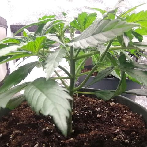 Runtz & Jamaican dream growlog timeline photo