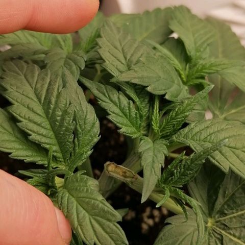 Runtz & Jamaican dream growlog timeline photo