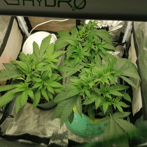 Runtz & Jamaican dream growlog timeline photo