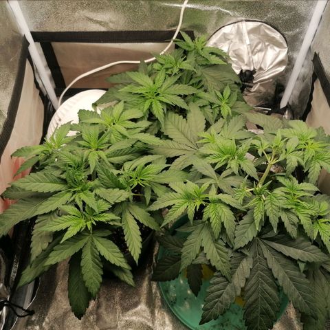 Runtz & Jamaican dream growlog timeline photo