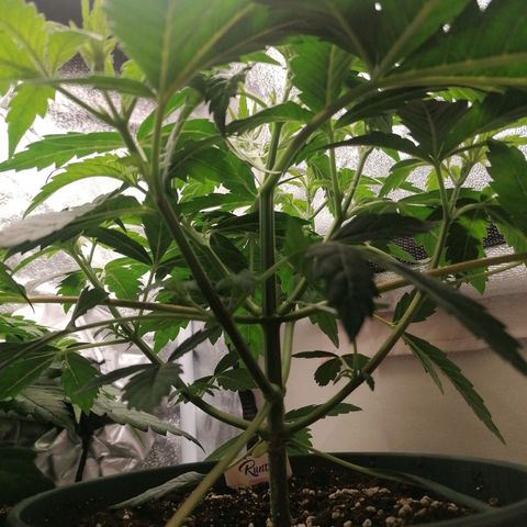Runtz & Jamaican dream growlog timeline photo