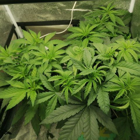Runtz & Jamaican dream growlog timeline photo
