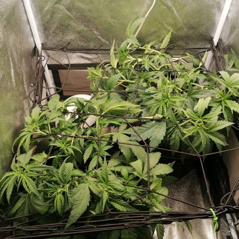 Runtz & Jamaican dream growlog timeline photo