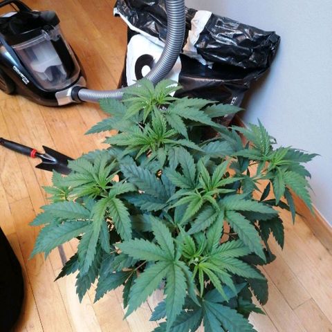 Runtz & Jamaican dream growlog timeline photo