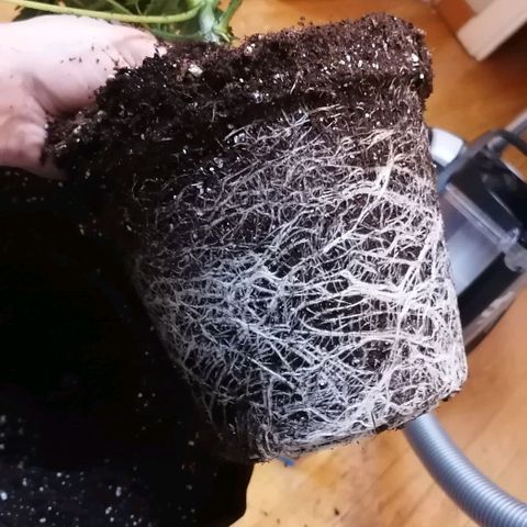 Runtz & Jamaican dream growlog timeline photo