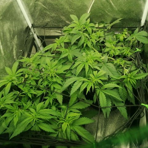 Runtz & Jamaican dream growlog timeline photo