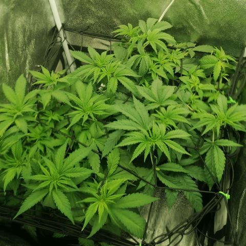 Runtz & Jamaican dream growlog timeline photo