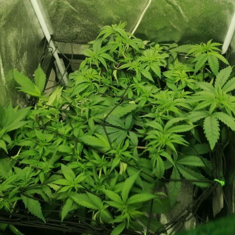 Runtz & Jamaican dream growlog timeline photo