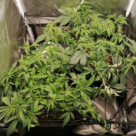 Runtz & Jamaican dream growlog timeline photo