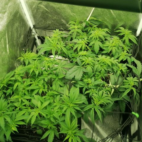 Runtz & Jamaican dream growlog timeline photo