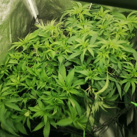 Runtz & Jamaican dream growlog timeline photo