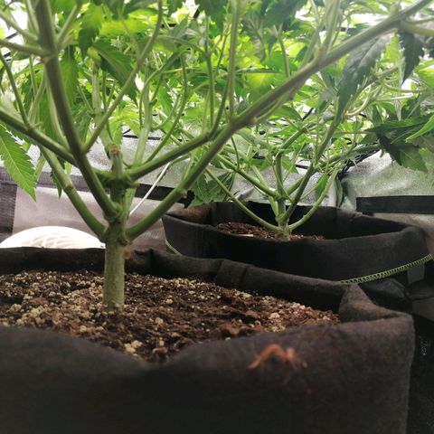 Runtz & Jamaican dream growlog timeline photo