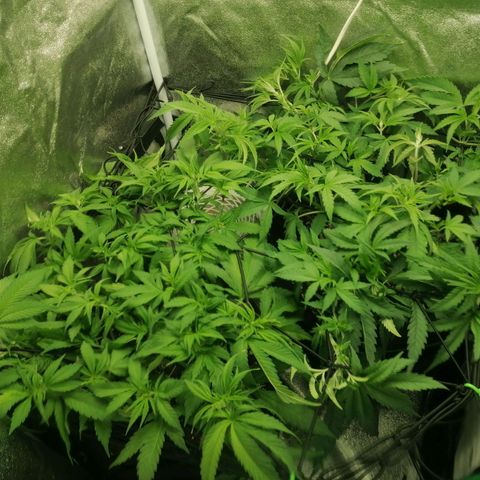 Runtz & Jamaican dream growlog timeline photo
