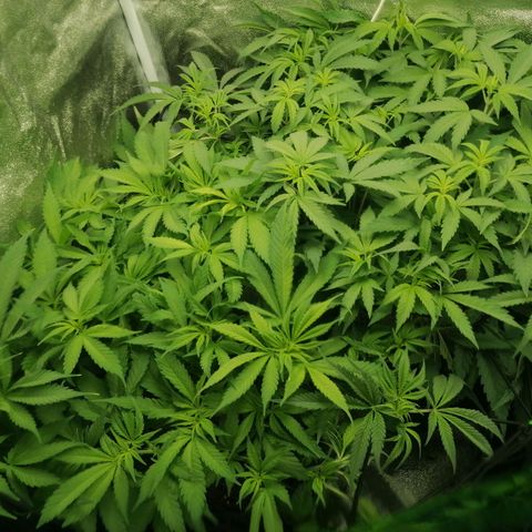 Runtz & Jamaican dream growlog timeline photo