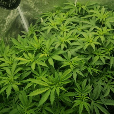 Runtz & Jamaican dream growlog timeline photo