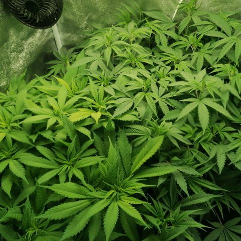 Runtz & Jamaican dream growlog timeline photo