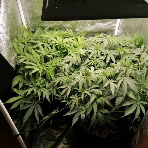 Runtz & Jamaican dream growlog timeline photo