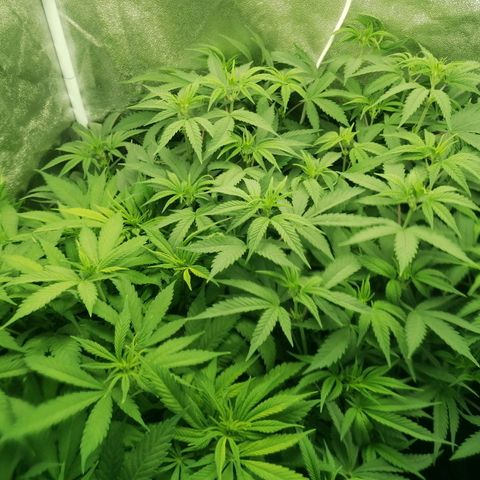 Runtz & Jamaican dream growlog timeline photo