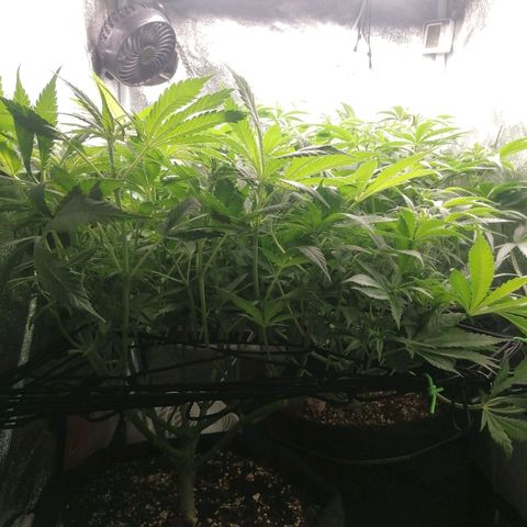 Runtz & Jamaican dream growlog timeline photo