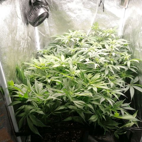 Runtz & Jamaican dream growlog timeline photo